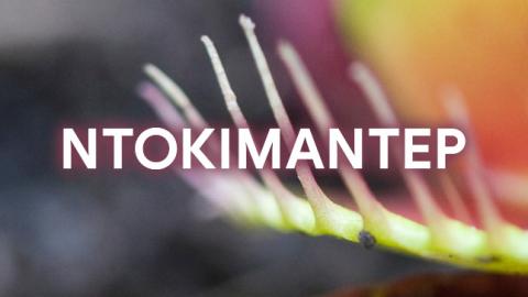 Logo Ntok